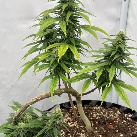Sensi Skunk growlog timeline photo