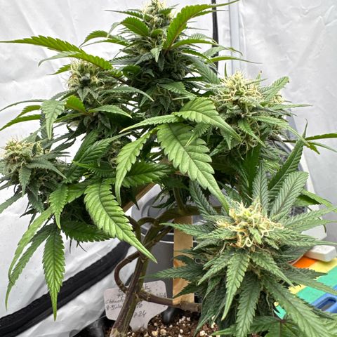 OG Kush growlog timeline photo