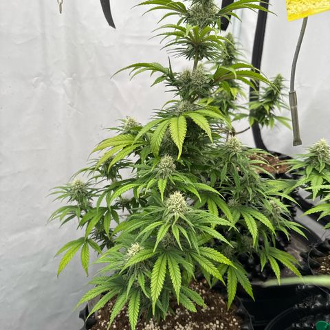Choco Haze growlog timeline photo