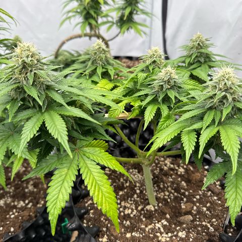 Sleepy Joe🤌🏼😳 growlog timeline photo