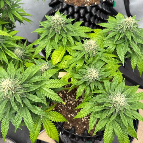 Sleepy Joe🤌🏼😳 growlog timeline photo