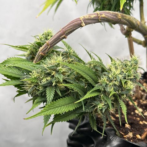 Sensi Skunk growlog timeline photo