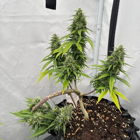 Sensi Skunk growlog timeline photo