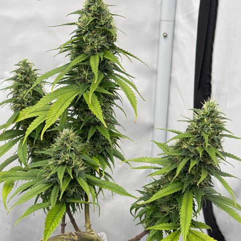 Sensi Skunk growlog timeline photo