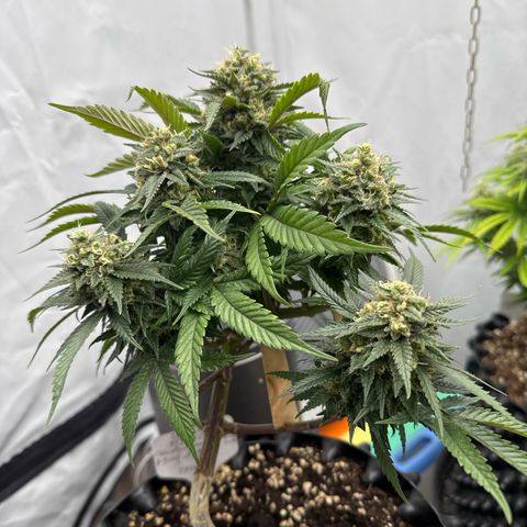 OG Kush growlog timeline photo