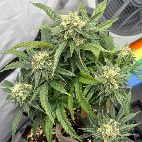 OG Kush growlog timeline photo