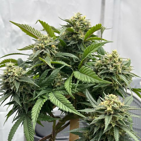 OG Kush growlog timeline photo