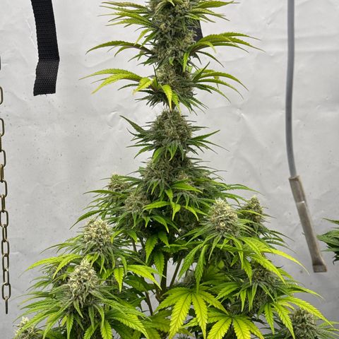 Choco Haze growlog timeline photo