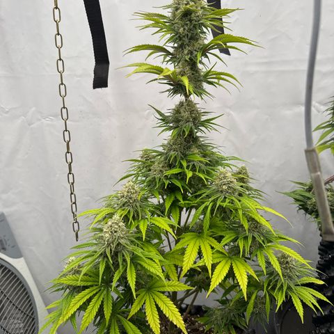 Choco Haze growlog timeline photo