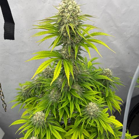 Choco Haze growlog timeline photo