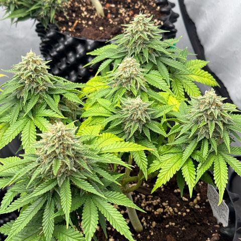 Sleepy Joe🤌🏼😳 growlog timeline photo