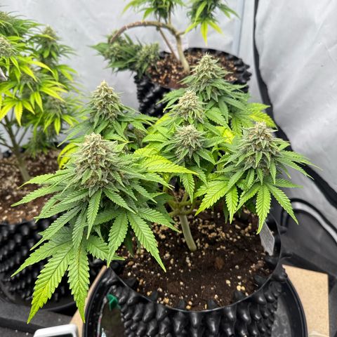 Sleepy Joe🤌🏼😳 growlog timeline photo