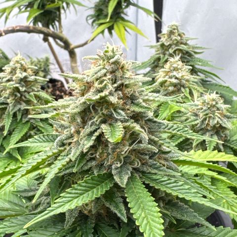 Sleepy Joe🤌🏼😳 growlog timeline photo