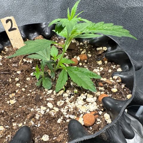 Joey King John  #2 Nono  growlog timeline photo