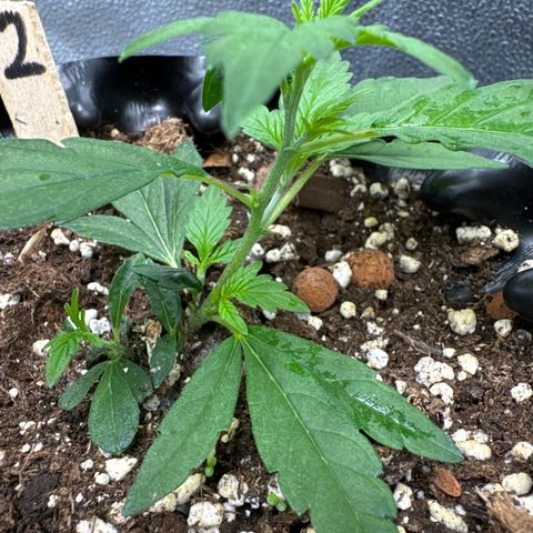 Joey King John  #2 Nono  growlog timeline photo
