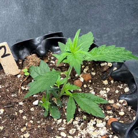 Joey King John  #2 Nono  growlog timeline photo