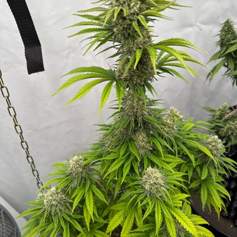 Choco Haze growlog timeline photo