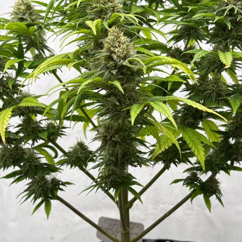 Choco Haze growlog timeline photo