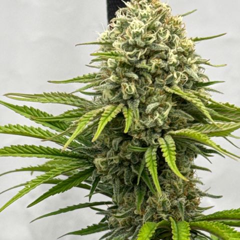 Choco Haze growlog timeline photo