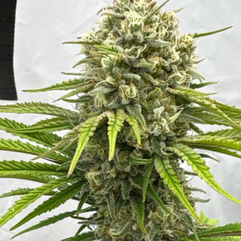 Choco Haze growlog timeline photo