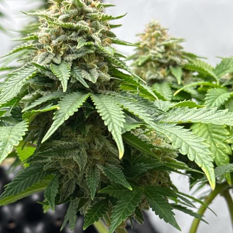 Sleepy Joe🤌🏼😳 growlog timeline photo