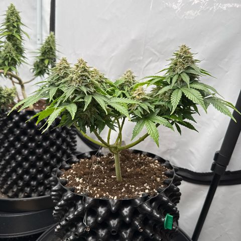 Sleepy Joe🤌🏼😳 growlog timeline photo