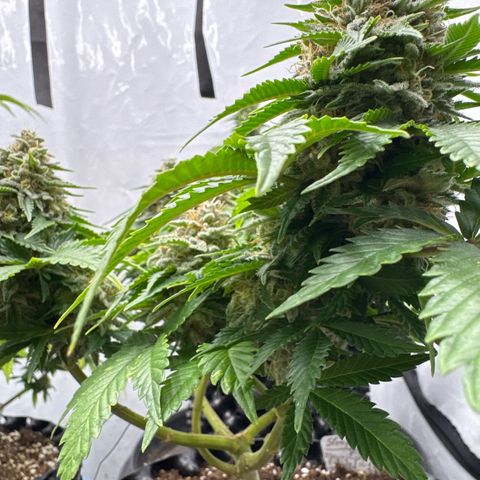 Sleepy Joe🤌🏼😳 growlog timeline photo