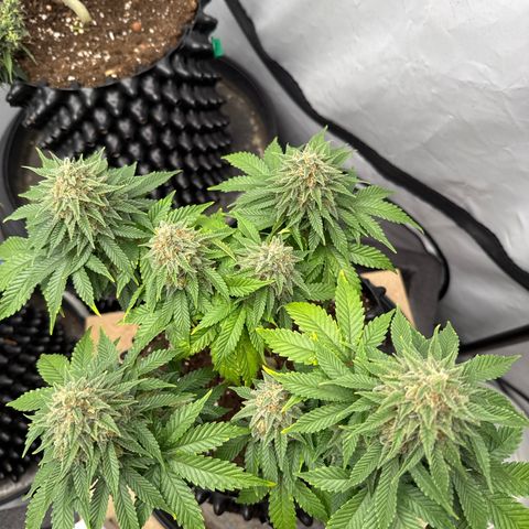 Sleepy Joe🤌🏼😳 growlog timeline photo