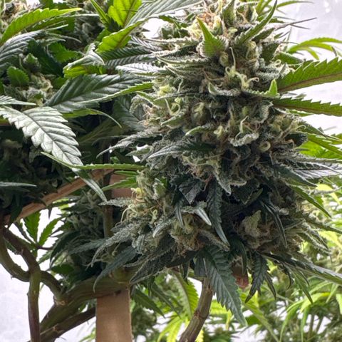 OG Kush growlog timeline photo