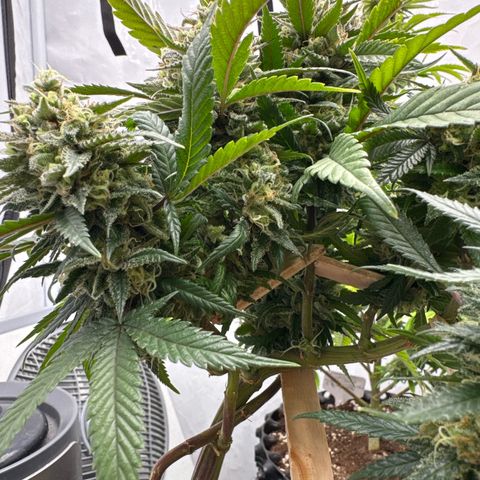 OG Kush growlog timeline photo