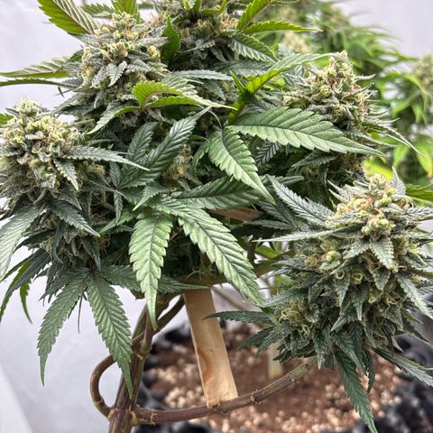 OG Kush growlog timeline photo