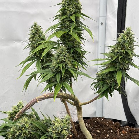 Sensi Skunk growlog timeline photo