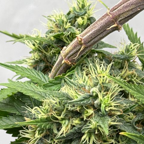 Sensi Skunk growlog timeline photo