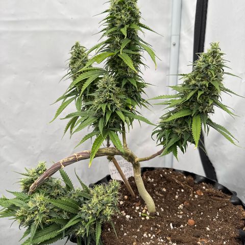 Sensi Skunk growlog timeline photo