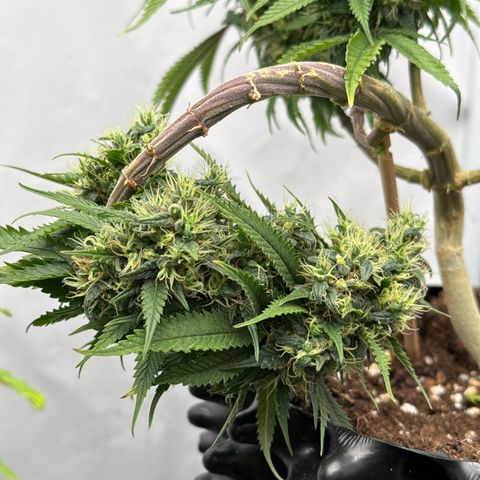 Sensi Skunk growlog timeline photo