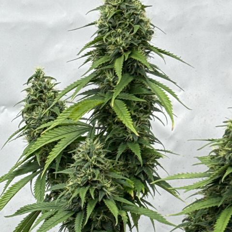 Sensi Skunk growlog timeline photo