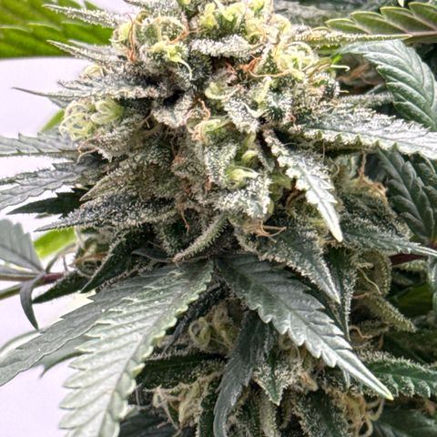 OG Kush growlog timeline photo