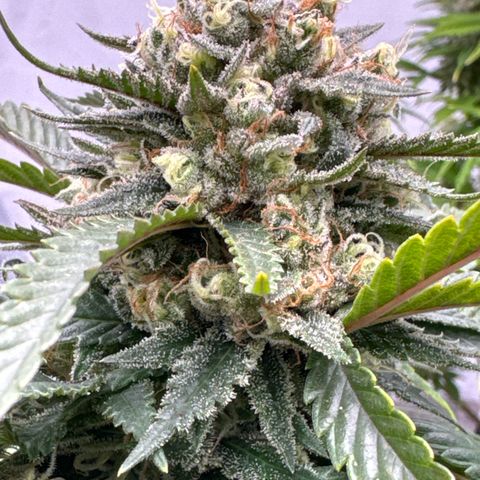OG Kush growlog timeline photo