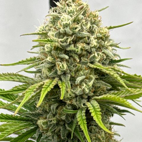 Choco Haze growlog timeline photo
