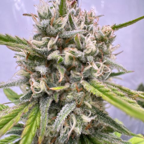 Choco Haze growlog timeline photo