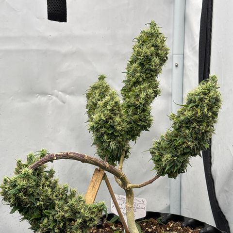 Sensi Skunk growlog timeline photo