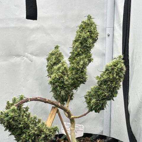 Sensi Skunk growlog timeline photo