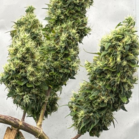 Sensi Skunk growlog timeline photo
