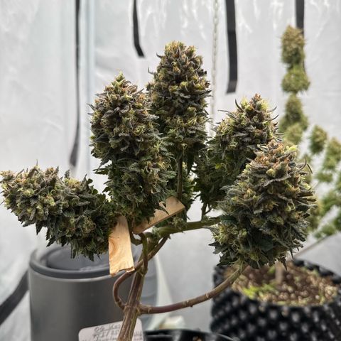 OG Kush growlog timeline photo