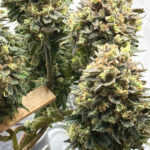 OG Kush growlog timeline photo