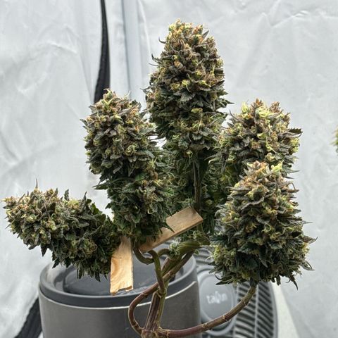 OG Kush growlog timeline photo