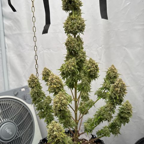 Choco Haze growlog timeline photo