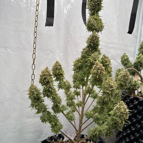 Choco Haze growlog timeline photo