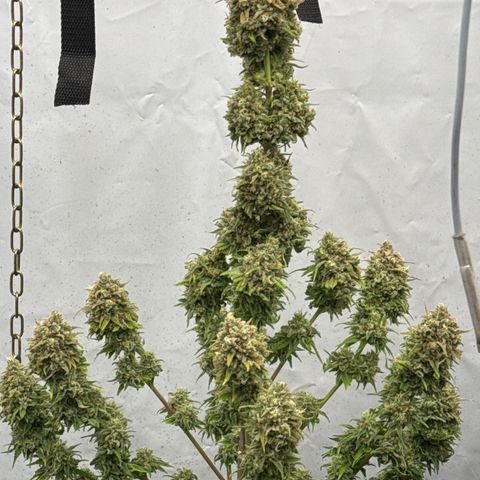 Choco Haze growlog timeline photo
