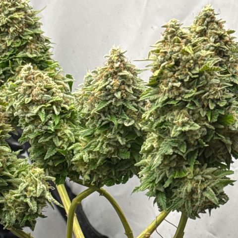 Sleepy Joe🤌🏼😳 growlog timeline photo